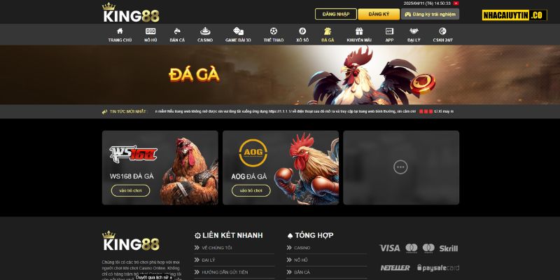 Đá Gà - Sức Hấp Dẫn Khó Cưỡng
