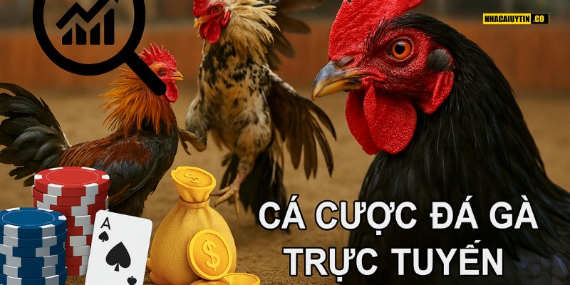 Kết quả của một trận đá gà phụ thuộc vào nhiều yếu tố